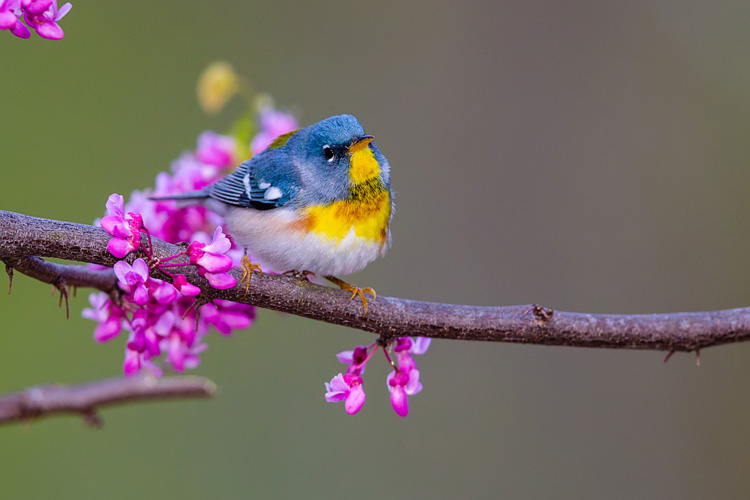Northern Parula (Setophaga americana)
at Leesylvania State Park.